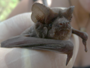 tadarida brasiliensis